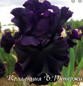noble gesture 14
